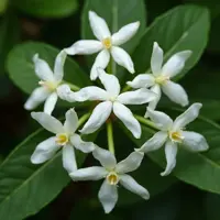 Jasmine (Jasminum)