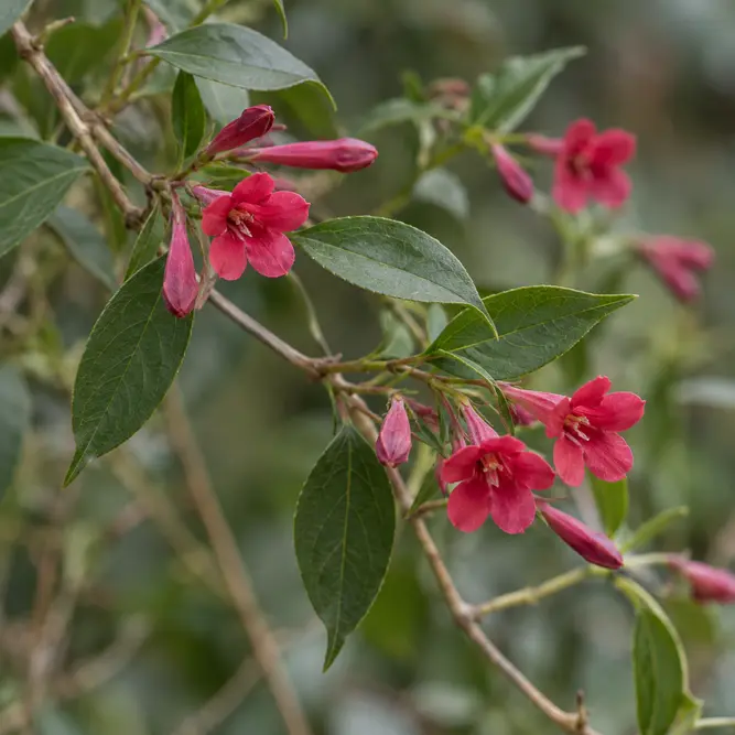 Jasminum beesianum (Pot Size 3L) - Pink Jasmine