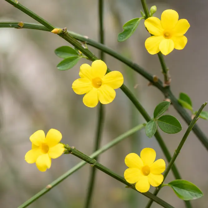 Jasminum nudiflorum (Pot Size 3L) - Winter flowering Jasmine (alt)