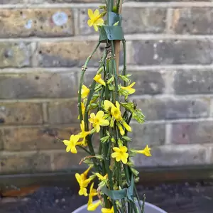 Jasminum nudiflorum (Pot Size 3ltr) - Winter flowering Jasmine - image 2