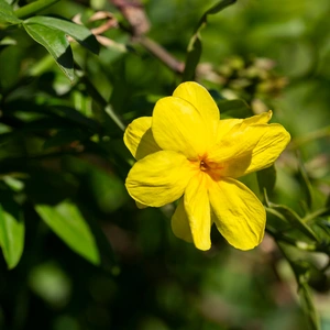 Jasminum nudiflorum (Pot Size 3ltr) - Winter flowering Jasmine - image 1