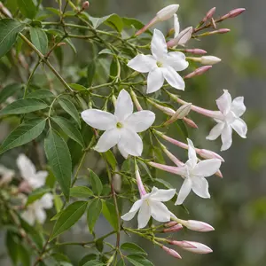 Jasminum officinale 'Affine' (Pot Size 3L) Jasmine 'Affine'