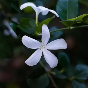 Jasminum officinale ‘Clotted Cream’ (Pot Size 3L) - image 2