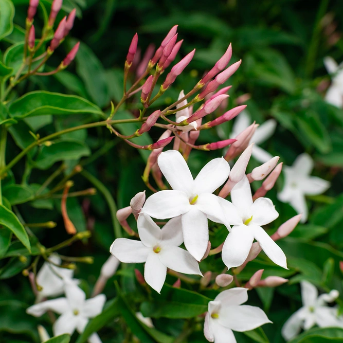 Jasminum officinale ‘Clotted Cream’ (Pot Size 3L)