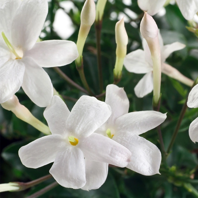 Jasminum officinale 'Fiona Sunrise' (Pot Size 3L) Jasmine - image 1