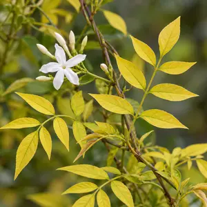 Jasminum officinale 'Fiona Sunrise' (Pot Size 3L) Jasmine