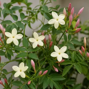Jasminum officinale (Pot Size 3L)