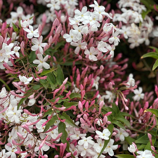 Jasminum polyanthemum pyramid (Pot Size 12cm) Flowering jasmine