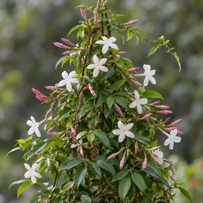 Jasminum polyanthemum pyramid (Pot Size 12cm) Flowering jasmine