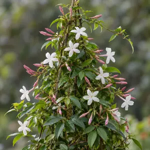 Jasminum polyanthemum pyramid (Pot Size 12cm) Flowering jasmine