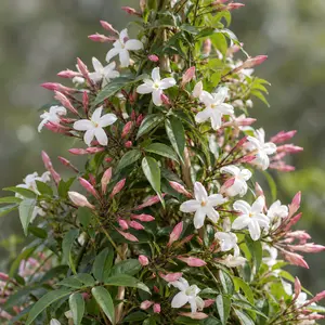 Jasminum polyanthemum pyramid (Pot Size 14cm) Flowering jasmine