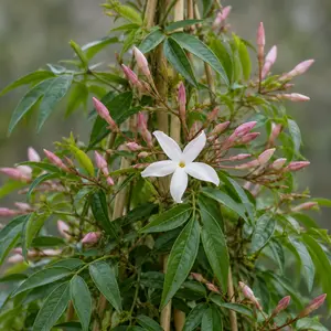 Jasminum polyanthemum pyramid (Pot Size 17cm) Flowering jasmine