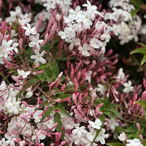 Jasminum polyanthum Hoop (Pot Size 12cm) Flowering Jasmine - image 1