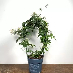 Jasminum polyanthum Hoop (Pot Size 12cm) Flowering Jasmine - image 2