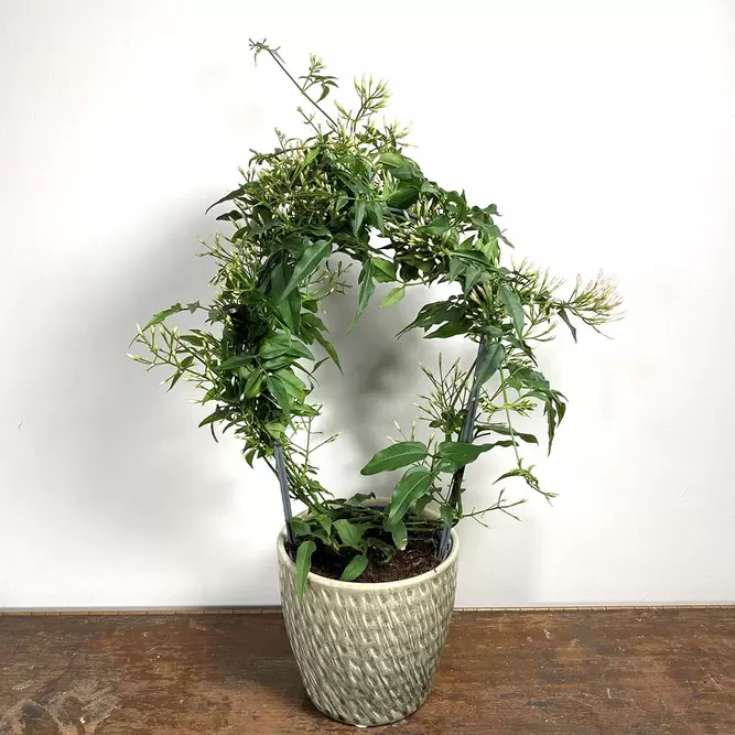 Jasminum polyanthum Hoop (Pot Size 12cm) Flowering Jasmine - image 3