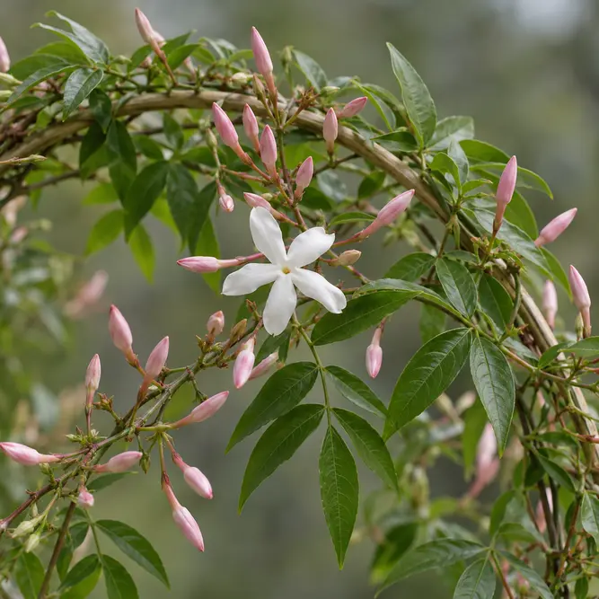Jasminum polyanthum Hoop (Pot Size 12cm) Flowering Jasmine