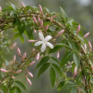 Jasminum polyanthum Hoop (Pot Size 12cm) Flowering Jasmine