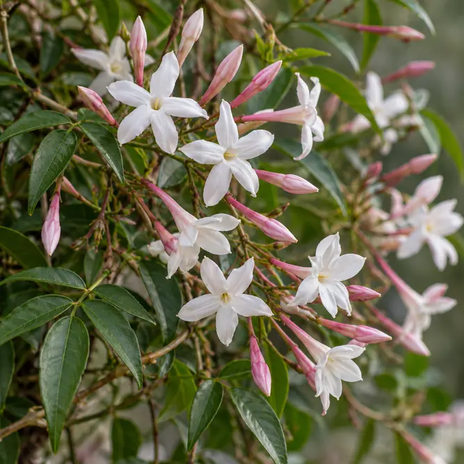 Jasminum polyanthum (Pot Size 12cm) Flowering Jasmine