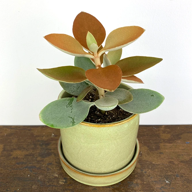 Kalanchoe orgyalis (Pot Size 12cm) Copper spoons  - image 1