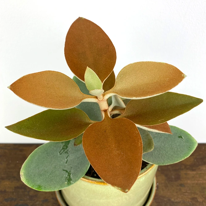 Kalanchoe orgyalis (Pot Size 12cm) Copper spoons  - image 2