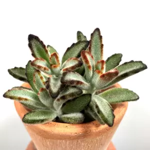 Kalanchoe tomentosa 'Nigra' (Pot Size 6cm) Panda Plant - image 1