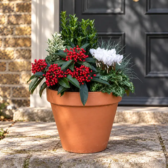 Keats House Planter (21cm) Festuca, Euonymus, Cyclamen, Skimmia Reevesiana Planter - image 1
