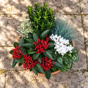 Keats House Planter (21cm) Festuca, Euonymus, Cyclamen, Skimmia Reevesiana Planter - image 2