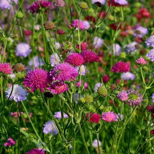 Knautia macedonica 'Melton Pastels' (Pot Size 1L) - Macedonian Scabious - image 1