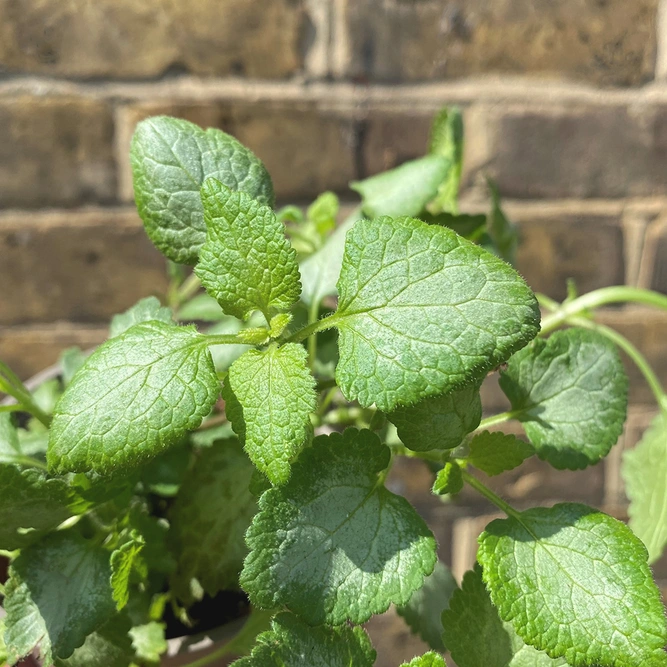 Lamium maculatum 'Beacon Silver' (Pot Size 11cm)