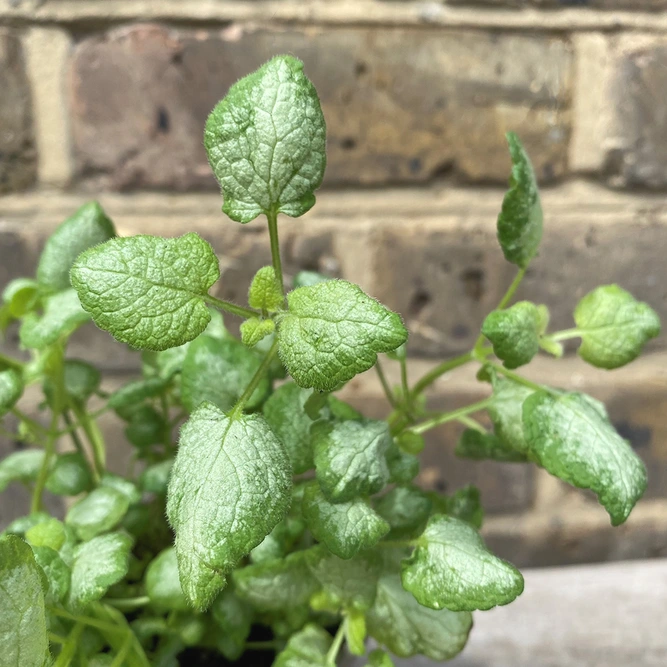 Lamium maculatum 'White Nancy' (Pot Size 11cm) - Dead nettle - image 1