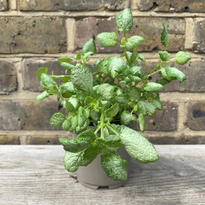 Lamium maculatum 'White Nancy' (Pot Size 11cm) - Dead nettle - image 2