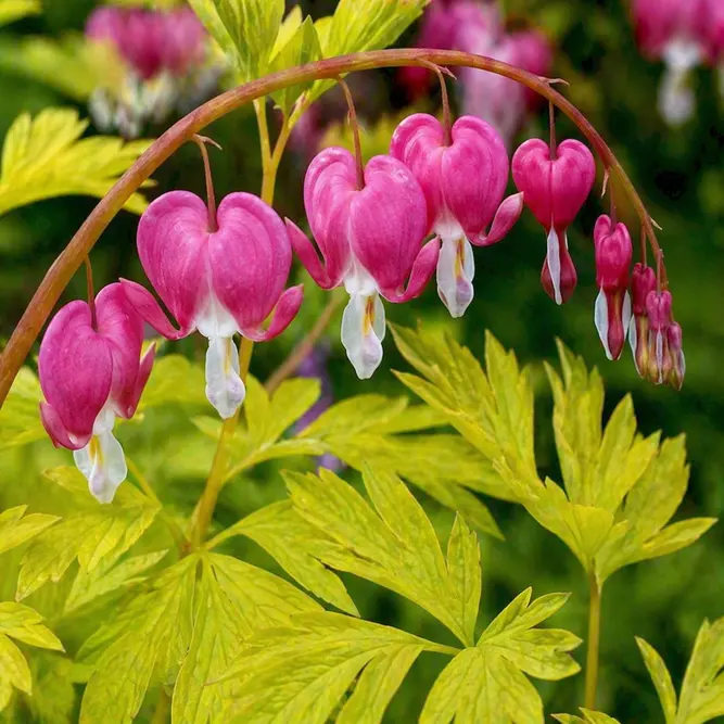 Lamprocapnos spectabilis ‘Gold Heart’ (syn. ‘Yellow Leaf’) (Pot Size 3L) Golden Bleeding Heart
