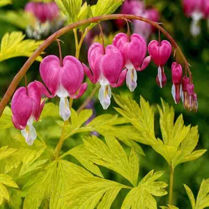 Lamprocapnos spectabilis ‘Gold Heart’ (syn. ‘Yellow Leaf’) (Pot Size 3L) Golden Bleeding Heart
