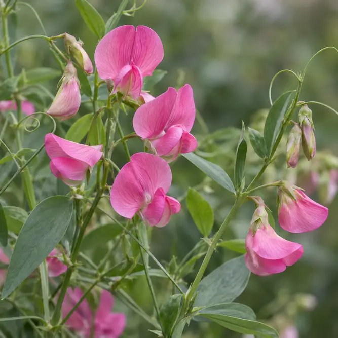 Lathyrus Latifolius (Pot Size 2.5L)