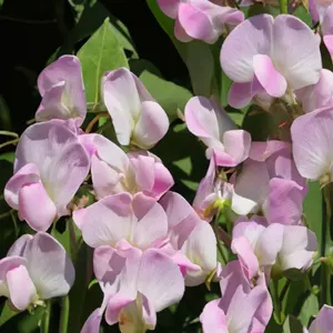 Lathyrus Latifolius (Pot Size 2.5L)