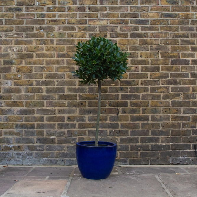 Laurus nobilis 1/2 Standard (Foliage Diameter 40-45cm) Bay Tree - image 7