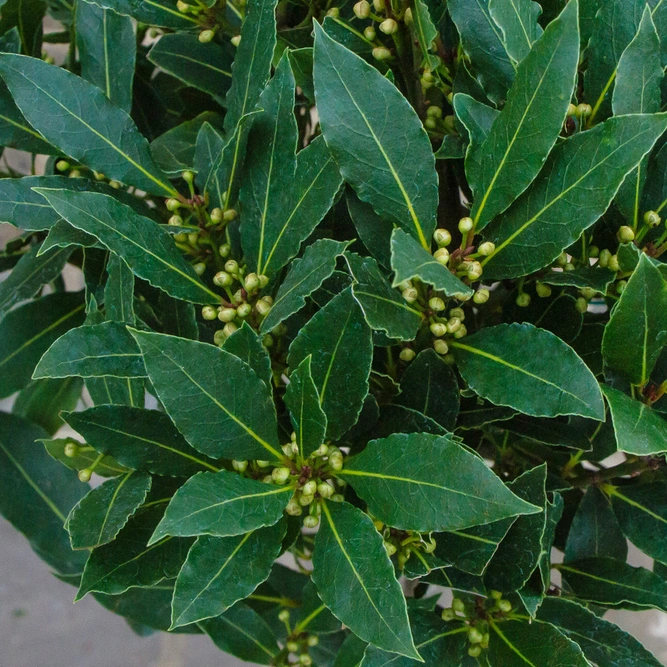 Laurus nobilis 1/2 Standard (Foliage Diameter 40-45cm) Bay Tree - image 3