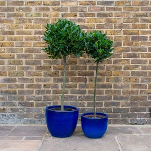 Laurus nobilis 1/2 Standard (Foliage Diameter 40-45cm) Bay Tree - image 1