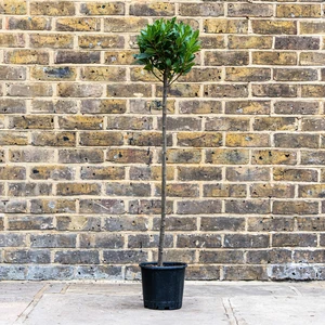 Laurus nobilis 1/2 Std (Foliage Diameter 20-25cm) Bay Tree - image 1
