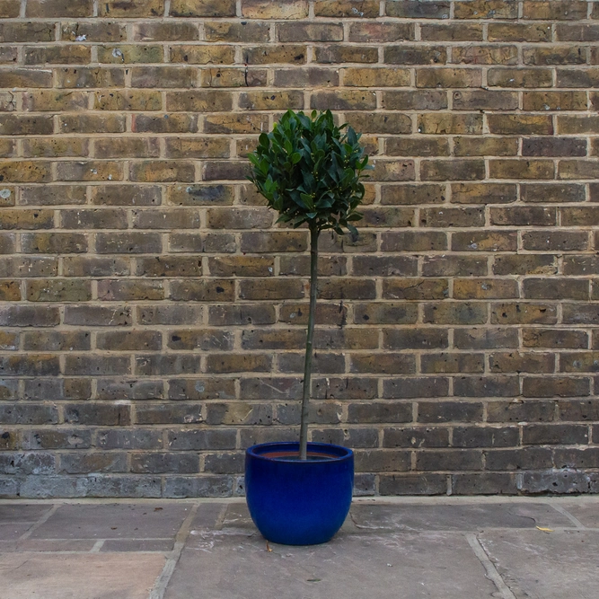 Laurus nobilis 1/2 Std (Foliage Diameter 30-35cm) Bay Tree - image 3