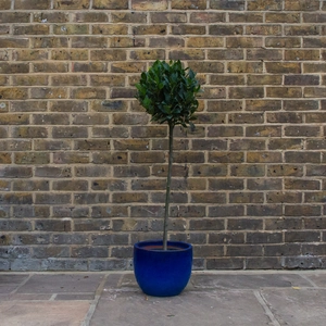 Laurus nobilis 1/2 Std (Foliage Diameter 30-35cm) Bay Tree - image 3