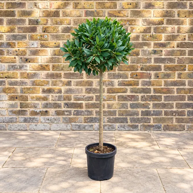 Laurus nobilis 1/2 Std (Foliage Diameter 30-35cm) Bay Tree