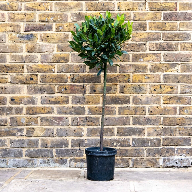 Laurus nobilis 1/2 Std (Foliage Diameter 30-35cm) Bay Tree - image 1