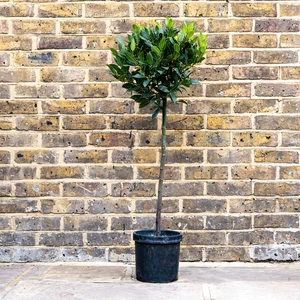 Laurus nobilis 1/2 Std (Foliage Diameter 30-35cm) Bay Tree - image 1