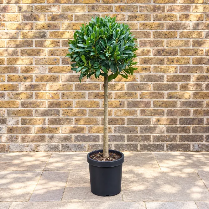 Laurus nobilis 1/2 Std (Foliage Diameter 40-45cm) Bay Tree