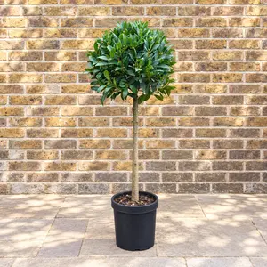 Laurus nobilis 1/2 Std (Foliage Diameter 40-45cm) Bay Tree