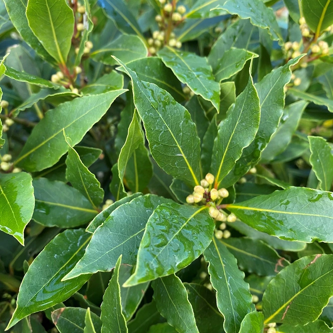 Laurus nobilis 1/2 Std (Foliage Diameter 60-65cm) Bay Tree - image 2