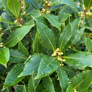 Laurus nobilis 1/2 Std (Foliage Diameter 60-65cm) Bay Tree - image 2