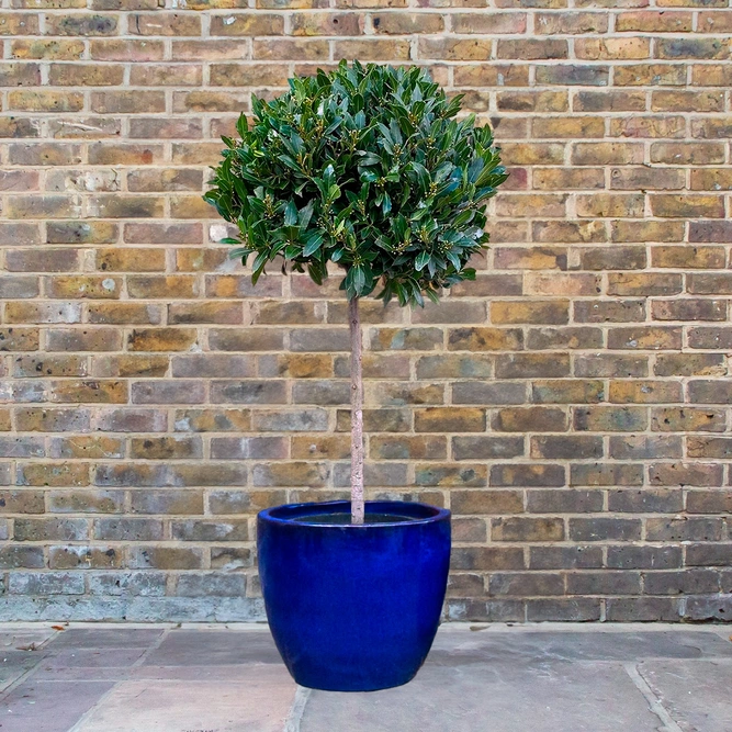 Laurus nobilis 1/2 Std (Foliage Diameter 60-65cm) Bay Tree - image 6