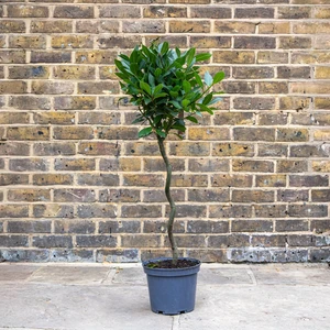 Laurus nobilis - 1/2 Std Spiral Stem (Foliage Diameter D30-35cm) Bay tree - image 1